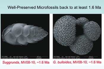 Forams